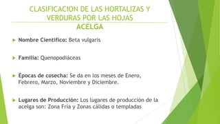 CLASIFICACION DE LAS HORTALIZAS Y
VERDURAS POR LAS HOJAS
ACELGA


Nombre Científico: Beta vulgaris



Familia: Quenopodiáceas



Épocas de cosecha: Se da en los meses de Enero,
Febrero, Marzo, Noviembre y Diciembre.



Lugares de Producción: Los lugares de producción de la
acelga son: Zona Fría y Zonas cálidas o templadas

 