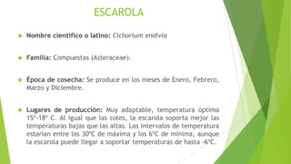 ESCAROLA


Nombre científico o latino: Cichorium endivia



Familia: Compuestas (Asteraceae).



Época de cosecha: Se produce en los meses de Enero, Febrero,
Marzo y Diciembre.



Lugares de producción: Muy adaptable, temperatura óptima
15º-18º C. Al igual que las coles, la escarola soporta mejor las
temperaturas bajas que las altas. Los intervalos de temperatura
estarían entre los 30ºC de máxima y los 6ºC de mínima, aunque
la escarola puede llegar a soportar temperaturas de hasta -6ºC.

 