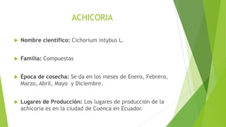 ACHICORIA


Nombre científico: Cichorium intybus L.



Familia: Compuestas



Época de cosecha: Se da en los meses de Enero, Febrero,
Marzo, Abril, Mayo y Diciembre.



Lugares de Producción: Los lugares de producción de la
achicoria es en la ciudad de Cuenca en Ecuador.

 