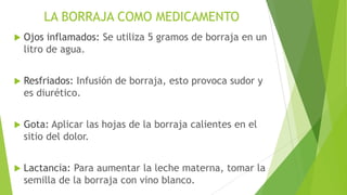 LA BORRAJA COMO MEDICAMENTO


Ojos inflamados: Se utiliza 5 gramos de borraja en un
litro de agua.



Resfriados: Infusión de borraja, esto provoca sudor y
es diurético.



Gota: Aplicar las hojas de la borraja calientes en el
sitio del dolor.



Lactancia: Para aumentar la leche materna, tomar la
semilla de la borraja con vino blanco.

 