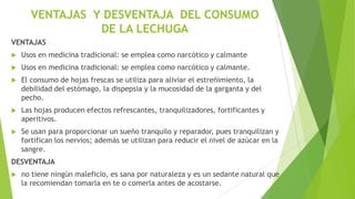 VENTAJAS Y DESVENTAJA DEL CONSUMO
DE LA LECHUGA
VENTAJAS


Usos en medicina tradicional: se emplea como narcótico y calmante



Usos en medicina tradicional: se emplea como narcótico y calmante.



El consumo de hojas frescas se utiliza para aliviar el estreñimiento, la
debilidad del estómago, la dispepsia y la mucosidad de la garganta y del
pecho.



Las hojas producen efectos refrescantes, tranquilizadores, fortificantes y
aperitivos.



Se usan para proporcionar un sueño tranquilo y reparador, pues tranquilizan y
fortifican los nervios; además se utilizan para reducir el nivel de azúcar en la
sangre.

DESVENTAJA


no tiene ningún maleficio, es sana por naturaleza y es un sedante natural que
la recomiendan tomarla en te o comerla antes de acostarse.

 