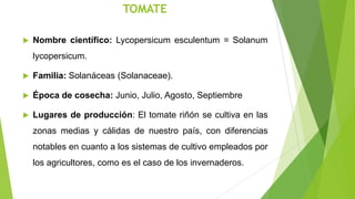 TOMATE


Nombre científico: Lycopersicum esculentum = Solanum
lycopersicum.



Familia: Solanáceas (Solanaceae).



Época de cosecha: Junio, Julio, Agosto, Septiembre



Lugares de producción: El tomate riñón se cultiva en las
zonas medias y cálidas de nuestro país, con diferencias
notables en cuanto a los sistemas de cultivo empleados por

los agricultores, como es el caso de los invernaderos.

 
