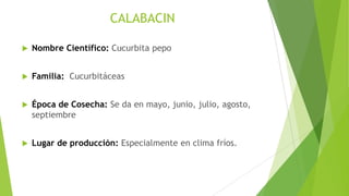 CALABACIN


Nombre Científico: Cucurbita pepo



Familia: Cucurbitáceas



Época de Cosecha: Se da en mayo, junio, julio, agosto,
septiembre



Lugar de producción: Especialmente en clima fríos.

 