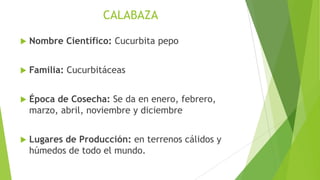 CALABAZA


Nombre Científico: Cucurbita pepo



Familia: Cucurbitáceas



Época de Cosecha: Se da en enero, febrero,
marzo, abril, noviembre y diciembre



Lugares de Producción: en terrenos cálidos y
húmedos de todo el mundo.

 
