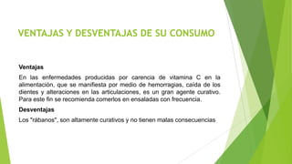 VENTAJAS Y DESVENTAJAS DE SU CONSUMO

Ventajas
En las enfermedades producidas por carencia de vitamina C en la
alimentación, que se manifiesta por medio de hemorragias, caída de los
dientes y alteraciones en las articulaciones, es un gran agente curativo.
Para este fin se recomienda comerlos en ensaladas con frecuencia.
Desventajas
Los "rábanos", son altamente curativos y no tienen malas consecuencias

 