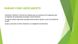 RABANO COMO MEDICAMENTO
Contienen vitamina C elimina los residuos que se acumulan en el organismo por
la ingestión de preparados envasados comercialmente.
El jugo de rábano exprimido utilizado externamente ayuda a curar las heridas de
la piel.
Ayuda a aumentar la flora intestinal y a la digestión de alimentos

 