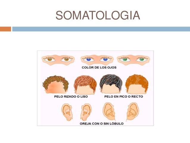 Resultado de imagen para antropologia fisica SOMATOLOGIA