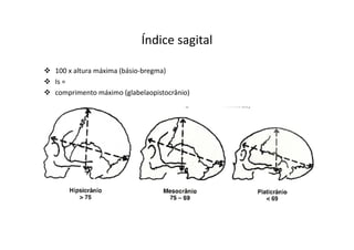 Índice sagital
100 x altura máxima (básio-bregma)
Is =
comprimento máximo (glabelaopistocrânio)
 
