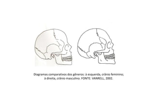 Diagramas comparativos dos gêneros: à esquerda, crânio feminino;
à direita, crânio masculino. FONTE: VANRELL, 2002.
 