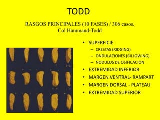 Ventral Ridging Antropologia Forense | PPTX