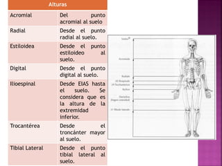 Alturas 
Acromial 
Del punto acromial al suelo 
Radial 
Desde el punto radial al suelo. 
Estiloidea 
Desde el punto estiloideo al suelo. 
Digital 
Desde el punto digital al suelo. 
Ilioespinal 
Desde EIAS hasta el suelo. Se considera que es la altura de la extremidad inferior. 
Trocantérea 
Desde el troncánter mayor al suelo. 
Tibial Lateral 
Desde el punto tibial lateral al suelo.  