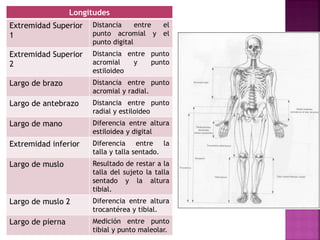 Longitudes 
Extremidad Superior 1 
Distancia entre el punto acromial y el punto digital 
Extremidad Superior 2 
Distancia entre punto acromial y punto estiloideo 
Largo de brazo 
Distancia entre punto acromial y radial. 
Largo de antebrazo 
Distancia entre punto radial y estiloideo 
Largo de mano 
Diferencia entre altura estiloidea y digital 
Extremidad inferior 
Diferencia entre la talla y talla sentado. 
Largo de muslo 
Resultado de restar a la talla del sujeto la talla sentado y la altura tibial. 
Largo de muslo 2 
Diferencia entre altura trocantérea y tibial. 
Largo de pierna 
Medición entre punto tibial y punto maleolar.  