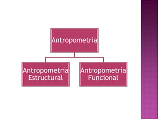 Antropometría 
Antropometría Estructural 
Antropometría Funcional  