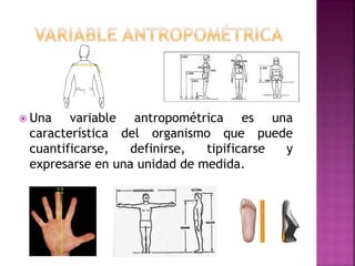 Una variable antropométrica es una característica del organismo que puede cuantificarse, definirse, tipificarse y expresarse en una unidad de medida.  
