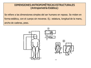 DIMENSIONES ANTROPOMÉTRICAS ESTRUCTURALES
(Antropometría Estática):
Se refiere a las dimensiones simples del ser humano en reposo. Se miden en
forma estática, con el cuerpo sin moverse. Ej.: estatura, longitud de la mano,
ancho de caderas, peso.
 