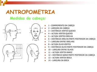 ANTROPOMETRIA
 1 - COMPRIMENTO DA CABEÇA
 2 - LARGURA DA CABEÇA
 3 – DISTÂNCIA VERTEX-QUEIXO
 4 – ALTURA VERTEX-QUEIXO
 5 – ALTURA VERTEX-ORELHA
 6 – DISTÂNCIA ORELHA-PARTE POSTERIOR DA CABEÇA
 7 – LARGURA ENTRE ORELHAS
 8 – ALTURA OLHO-VERTEX
 9 – DISTÂNCIA OLHO-PARTE POSTERIOR DA CABEÇA
 10 – LARGURA ENTRE OLHOS
 11 – ALTURA VERTEX-NARIZ
 12 – DISTÂNCIA NARIZ-PARTE POSTERIOR DA CABEÇA
 13 – ALTURA VERTEX-BOCA
 14 – LARGURA DA BOCA
Medidas da cabeça:
 