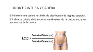 INDICE CINTURA Y CADERA
El índice cintura cadera nos indica la distribución de la grasa corporal.
El índice se calcula dividiendo los centímetros de la cintura entre los
centímetros de la cadera.
 