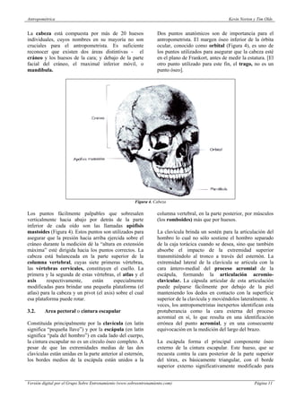 Tim Olds Antropometrica kevin norton tim olds | PDF