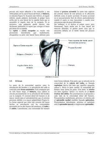 Tim Olds Antropometrica kevin norton tim olds | PDF