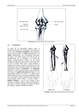 Tim Olds Antropometrica kevin norton tim olds | PDF