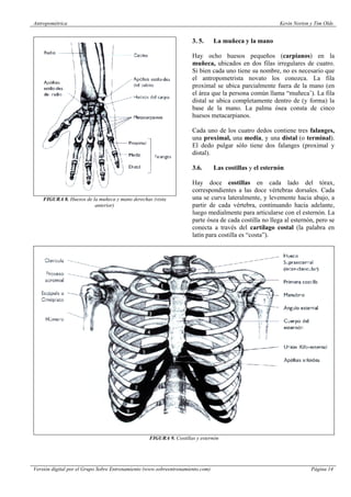Tim Olds Antropometrica kevin norton tim olds | PDF