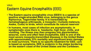 VIRUS
Eastern Equine Encephalitis (EEE)
• The Eastern equine encephalitis virus (EEEV) is a species of
positive single-stranded RNA virus, belonging to the genus
Alphavirus, Togaviridae family. It is transmitted by
hematophagous arthropods, a mosquito ( Culiseta melanura,
Aedes, Culex) to birds, which constitute its natural reservoir
• In humans, most cases of infection are asymptomatic; in
symptomatic ones there is headache, high fever, chills, and
vomiting. The illness may then progress into disorientation,
seizures, coma and often fatal encephalitis. EEE is one of the
most severe mosquito-transmitted diseases in the United States
with approximately 33% mortality and significant brain damage
in most survivors. There is no specific treatment for EEE; care
is based on symptoms. EEE is endemic in the states bordering
on the eastern coast of the United States and the Caribbean.
 