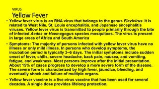 VIRUS
Yellow Fever
• Yellow fever virus is an RNA virus that belongs to the genus Flavivirus. It is
related to West Nile, St. Louis encephalitis, and Japanese encephalitis
viruses. Yellow fever virus is transmitted to people primarily through the bite
of infected Aedes or Haemagogus species mosquitoes. The virus is present
in large areas of Africa and South America
• Symptoms: The majority of persons infected with yellow fever virus have no
illness or only mild illness. In persons who develop symptoms, the
incubation period is typically 3–6 days. The initial symptoms include sudden
onset of fever, chills, severe headache, back pain, nausea, and vomiting,
fatigue, and weakness. Most persons improve after the initial presentation.
About 15% of cases progress to develop a more severe form of the disease.
The severe form is characterized by high fever, jaundice, bleeding, and
eventually shock and failure of multiple organs.
• Yellow fever vaccine is a live-virus vaccine that has been used for several
decades. A single dose provides lifelong protection.
 