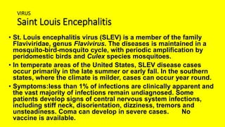 VIRUS
Saint Louis Encephalitis
• St. Louis encephalitis virus (SLEV) is a member of the family
Flaviviridae, genus Flavivirus. The diseases is maintained in a
mosquito-bird-mosquito cycle, with periodic amplification by
peridomestic birds and Culex species mosquitoes.
• In temperate areas of the United States, SLEV disease cases
occur primarily in the late summer or early fall. In the southern
states, where the climate is milder, cases can occur year round.
• Symptoms:less than 1% of infections are clinically apparent and
the vast majority of infections remain undiagnosed. Some
patients develop signs of central nervous system infections,
including stiff neck, disorientation, dizziness, tremors and
unsteadiness. Coma can develop in severe cases. No
vaccine is available.
 