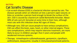 BACTERIA
Cat Scrathc Disease
• Cat-scratch disease (CSD) is a bacterial infection spread by cats. The
disease spreads when an infected cat licks a person's open wound, or
bites or scratches a person hard enough to break the surface of the
skin. CSD is caused by a bacterium called Bartonella henselae. About
40% of cats carry B. henselae at some time in their lives, although
most cats with this infection show NO signs of illness.
• Although rare, CSD can cause people to have serious complications.
CSD can affect the brain, eyes, heart, or other internal organs. These
rare complications, which may require intensive treatment, are more
likely to occur in children younger than 5 years and people with
weakened immune systems.
• Therapy: trimethoprim-sulfamethoxazole, gentamicin, ciprofloxin,
azithromycin, doxycycline. Usually in immunocompromised patients.
 
