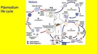 Plasmodium
life cycle
 