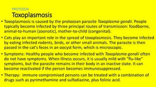 PROTOZOA
Toxoplasmosis
• Toxoplasmosis is caused by the protozoan parasite Toxoplasma gondii. People
typically become infected by three principal routes of transmission: foodborne,
animal-to-human (zoonotic), mother-to-child (congenital).
• Cats play an important role in the spread of toxoplasmosis. They become infected
by eating infected rodents, birds, or other small animals. The parasite is then
passed in the cat's feces in an oocyst form, which is microscopic.
• Symptoms: Healthy people who become infected with Toxoplasma gondii often
do not have symptoms. When illness occurs, it is usually mild with "flu-like"
symptoms, but the parasite remains in their body in an inactive state. It can
become reactivated if the person becomes immunosuppressed.
• Therapy: immune compromised persons can be treated with a combination of
drugs such as pyrimethamine and sulfadiazine, plus folinic acid.
 