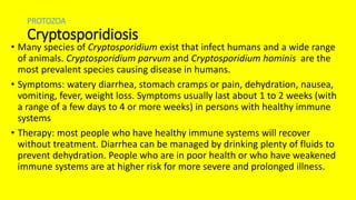 PROTOZOA
Cryptosporidiosis
• Many species of Cryptosporidium exist that infect humans and a wide range
of animals. Cryptosporidium parvum and Cryptosporidium hominis are the
most prevalent species causing disease in humans.
• Symptoms: watery diarrhea, stomach cramps or pain, dehydration, nausea,
vomiting, fever, weight loss. Symptoms usually last about 1 to 2 weeks (with
a range of a few days to 4 or more weeks) in persons with healthy immune
systems
• Therapy: most people who have healthy immune systems will recover
without treatment. Diarrhea can be managed by drinking plenty of fluids to
prevent dehydration. People who are in poor health or who have weakened
immune systems are at higher risk for more severe and prolonged illness.
 