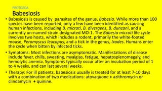 PROTOZOA
Babesiosis
• Babesiosis is caused by parasites of the genus, Babesia. While more than 100
species have been reported, only a few have been identified as causing
human infections, including B. microti, B. divergens, B. duncani, and a
currently un-named strain designated MO-1. The Babesia microti life cycle
involves two hosts, which includes a rodent, primarily the white-footed
mouse, Peromyscus leucopus, and a tick in the genus, Ixodes. Humans enter
the cycle when bitten by infected ticks.
• Symptoms: Most infections are asymptomatic. Manifestations of disease
include fever, chills, sweating, myalgias, fatigue, hepatosplenomegaly, and
hemolytic anemia. Symptoms typically occur after an incubation period of 1
to 4 weeks, and can last several weeks.
• Therapy: For ill patients, babesiosis usually is treated for at least 7-10 days
with a combination of two medications: atovaquone + azithromycin or
clindamycin + quinine.
 