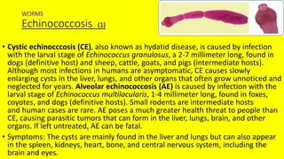 WORMS
Echinococcosis (1)
• Cystic echinocccosis (CE), also known as hydatid disease, is caused by infection
with the larval stage of Echinococcus granulosus, a 2-7 millimeter long, found in
dogs (definitive host) and sheep, cattle, goats, and pigs (intermediate hosts).
Although most infections in humans are asymptomatic, CE causes slowly
enlarging cysts in the liver, lungs, and other organs that often grow unnoticed and
neglected for years. Alveolar echinococcosis (AE) is caused by infection with the
larval stage of Echinococcus multilocularis, 1-4 millimeter long, found in foxes,
coyotes, and dogs (definitive hosts). Small rodents are intermediate hosts
and human cases are rare. AE poses a much greater health threat to people than
CE, causing parasitic tumors that can form in the liver, lungs, brain, and other
organs. If left untreated, AE can be fatal.
• Symptoms: The cysts are mainly found in the liver and lungs but can also appear
in the spleen, kidneys, heart, bone, and central nervous system, including the
brain and eyes.
 