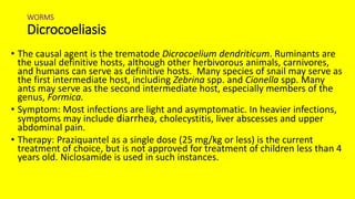 WORMS
Dicrocoeliasis
• The causal agent is the trematode Dicrocoelium dendriticum. Ruminants are
the usual definitive hosts, although other herbivorous animals, carnivores,
and humans can serve as definitive hosts. Many species of snail may serve as
the first intermediate host, including Zebrina spp. and Cionella spp. Many
ants may serve as the second intermediate host, especially members of the
genus, Formica.
• Symptom: Most infections are light and asymptomatic. In heavier infections,
symptoms may include diarrhea, cholecystitis, liver abscesses and upper
abdominal pain.
• Therapy: Praziquantel as a single dose (25 mg/kg or less) is the current
treatment of choice, but is not approved for treatment of children less than 4
years old. Niclosamide is used in such instances.
 
