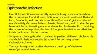 WORMS
Opisthorchis Infection
• Liver fluke infections occur mostly in people living in some areas where
the parasites are found. O. viverrini is found mainly in northeast Thailand,
Laos, Cambodia, and central and southern Vietnam. O. felineus is found
mainly in Italy, Germany, Belarus, Russia, Kazakhstan, and Ukraine. People
become infected by eating raw or undercooked freshwater fish containing
the larvae. After ingestion, the liver flukes grow to adult worms that live
inside the human bile duct system.
• Symptoms: cholangitis, which can lead to periductal fibrosis, cholecystitis
and cholelithiasis, obstructive jaundice. Infection may cause
cholangiocarcinoma .
• Therapy: Praziquantel or albendazole are the drugs of choice to
treat Opisthorchis infection.
 