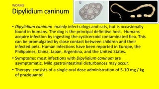 WORMS
Dipylidium caninum
• Dipylidium caninum mainly infects dogs and cats, but is occasionally
found in humans. The dog is the principal definitive host. Humans
acquire infection by ingesting the cysticercoid contaminated flea. This
can be promulgated by close contact between children and their
infected pets. Human infections have been reported in Europe, the
Philippines, China, Japan, Argentina, and the United States.
• Symptoms: most infections with Dipylidium caninum are
asymptomatic. Mild gastrointestinal disturbances may occur.
• Therapy: consists of a single oral dose administration of 5-10 mg / kg
of praziquantel
 