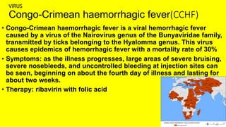 VIRUS
Congo-Crimean haemorrhagic fever(CCHF)
• Congo-Crimean haemorrhagic fever is a viral hemorrhagic fever
caused by a virus of the Nairovirus genus of the Bunyaviridae family,
transmitted by ticks belonging to the Hyalomma genus. This virus
causes epidemics of hemorrhagic fever with a mortality rate of 30%
• Symptoms: as the illness progresses, large areas of severe bruising,
severe nosebleeds, and uncontrolled bleeding at injection sites can
be seen, beginning on about the fourth day of illness and lasting for
about two weeks.
• Therapy: ribavirin with folic acid
 