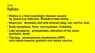 VIRUS
Rabies
• Rabies is a fatal neurologic disease caused
by lyssavirus infection, Rhabdoviridae family.
• Reservoir: domestic and wild animals (dog, cat, red fox, bat).
• Early symptoms: fever, nervousness, irritability.
• Late symptoms: photophobia, alteration of the voice,
paralysis, death.
• Therapy: postexposure prophylaxis (PEP)
with rabies immune globulin and rabies vaccine.
 