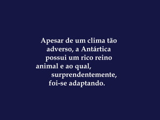 Apesar de um clima tão adverso, a Antártica possui um rico reino animal e ao qual,  surprendentemente, foi-se adaptando.   