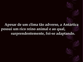 Apesar de um clima tão adverso, a Antártica possui um rico reino animal e ao qual,  surprendentemente, foi-se adaptando.   