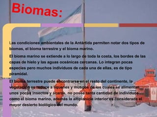 Biomas:
Las condiciones ambientales de la Antártida permiten notar dos tipos de
biomas, el bioma terrestre y el bioma marino.
El bioma marino se extiende a lo largo de toda la costa, los bordes de las
capas de hielo y las aguas oceánicas cercanas. Lo integran pocas
especies pero muchos individuos de cada una de ellas, es de tipo
piramidal.
El bioma terrestre puede encontrarse en el resto del continente, la
vegetación se reduce a líquenes y musgos de los cuales se alimentan
unos pocos insectos y ácaros, no posee tanta cantidad de individuos
como el bioma marino, además la altiplanicie interior es considerada el
mayor desierto biológico del mundo.
 