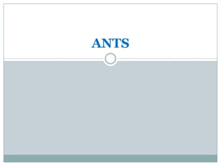 ANTS
 