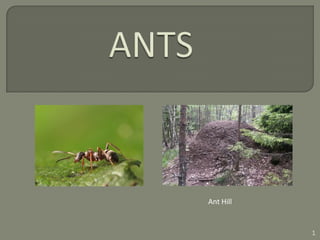 Ant Hill


           1
 