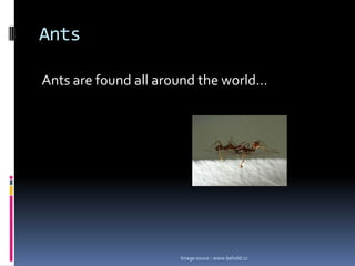 Ants

Ants are found all around the world…




                      Image souce - www.behold.cc
 