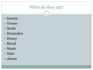 What do they eat?
 Insects
 Grease
 Seeds
 Honeydew
 Honey
 Bread
 Meats
 Nuts
 cheese
 