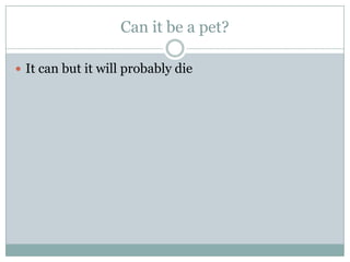 Can it be a pet?
 It can but it will probably die
 