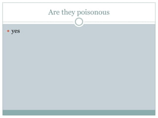 Are they poisonous
 yes
 