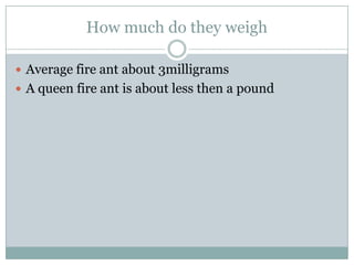 How much do they weigh
 Average fire ant about 3milligrams
 A queen fire ant is about less then a pound
 