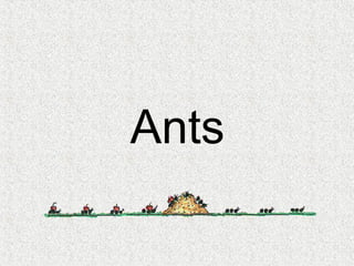 Ants
 
